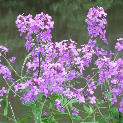 Julienne des dames en godet 8 cm