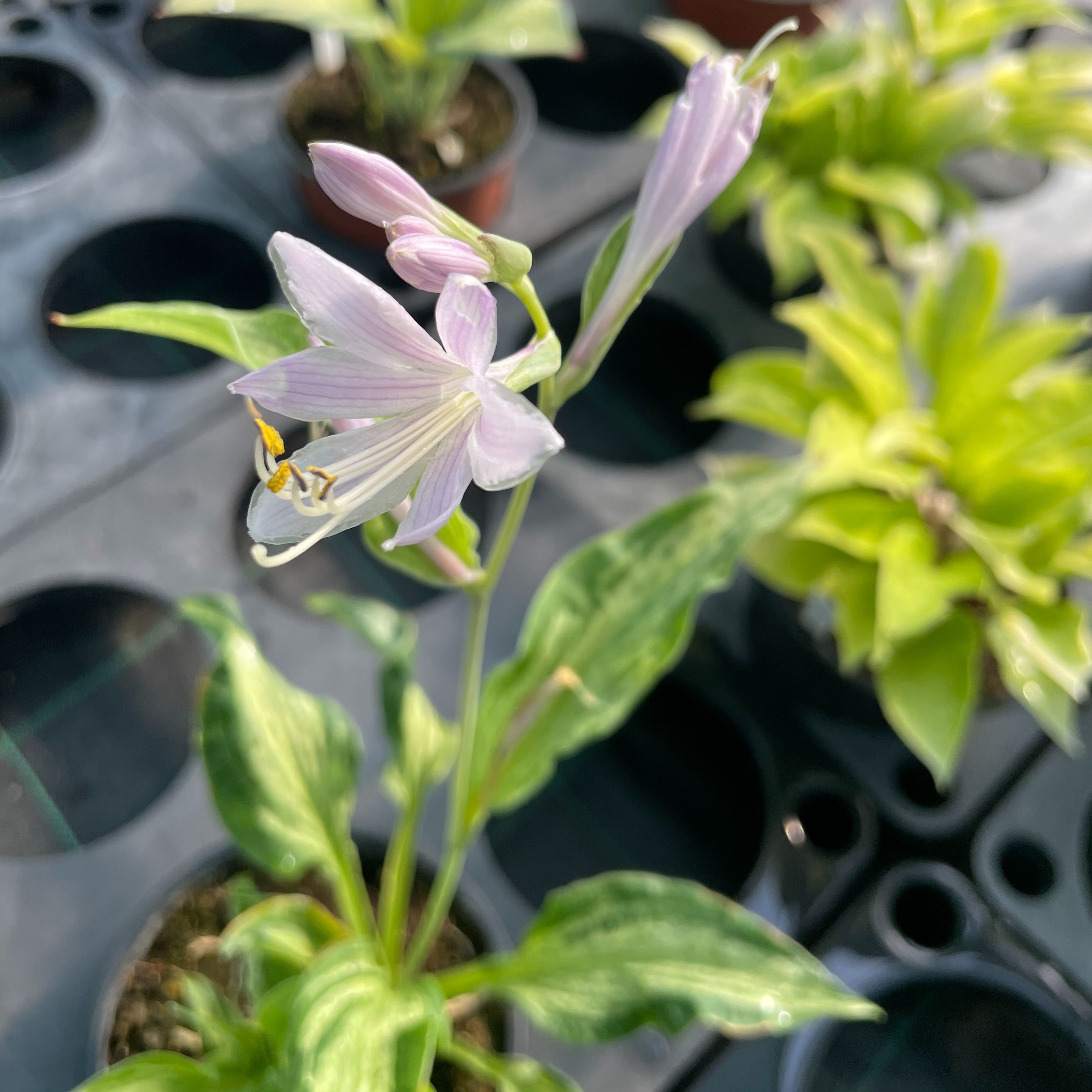 Hosta 'Allegan Fog'