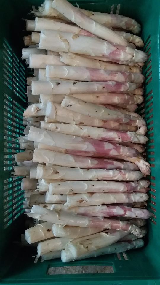 Asperge blanche grosse - 500g