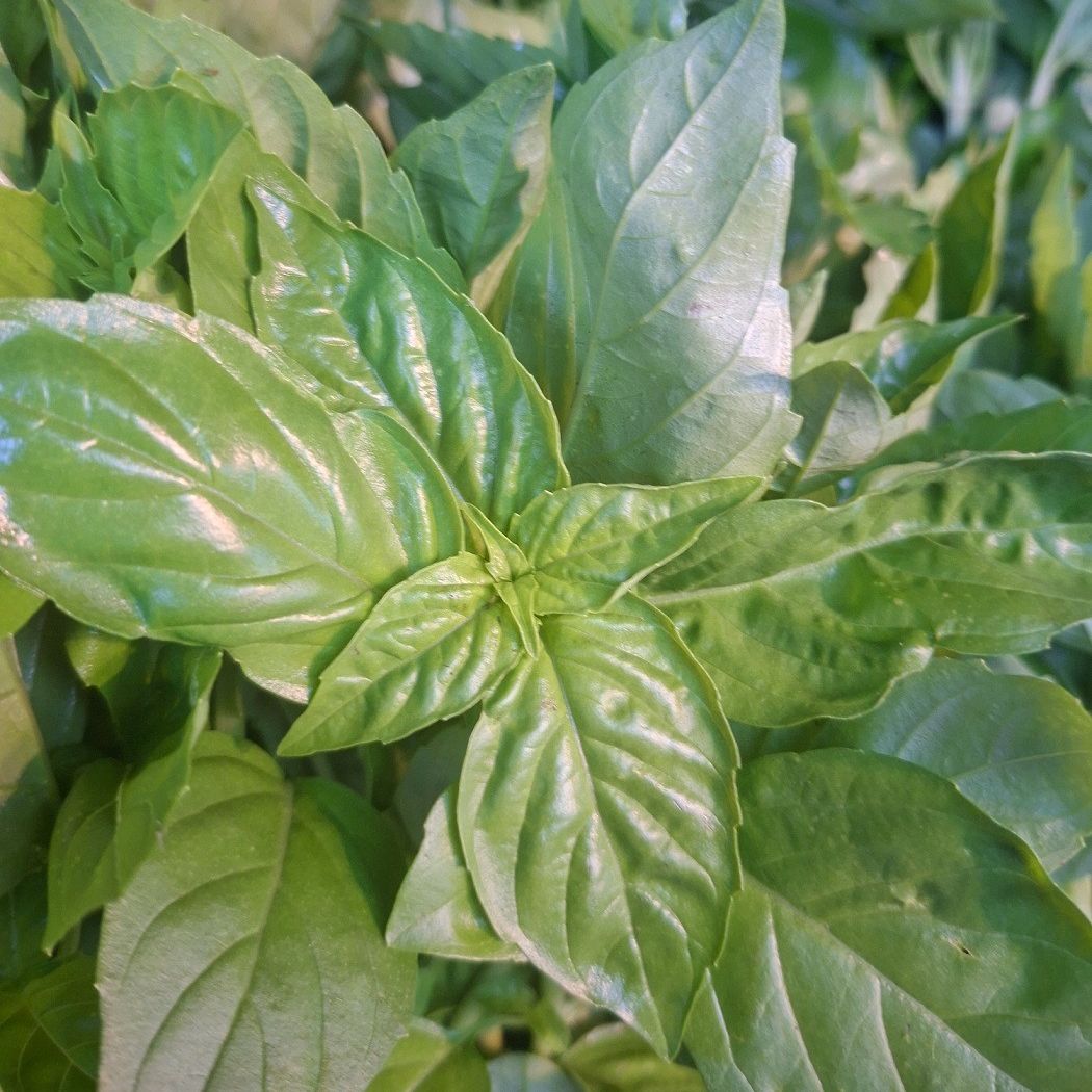 Basilic