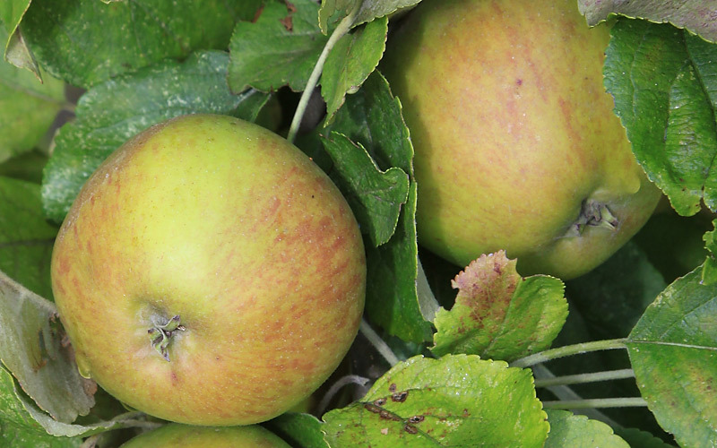 Pommier - Malus domestica "Argile Rouge"