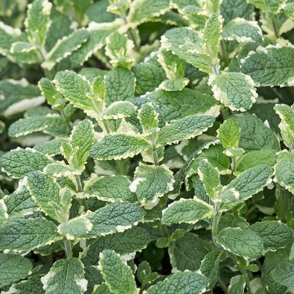 Menthe ananas Pot 1,3L