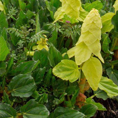 Rhubarbe 'Australe' Pot 3L