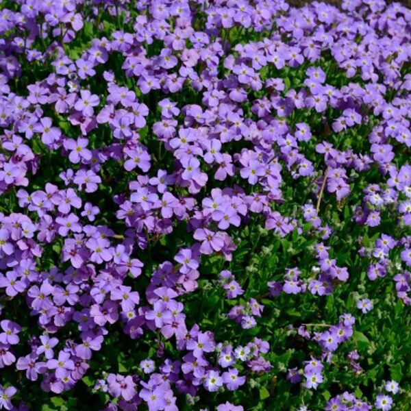 Aubriète bleue - Aubrieta hybrida