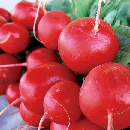 Radis ronds - Botte - 0,35kg