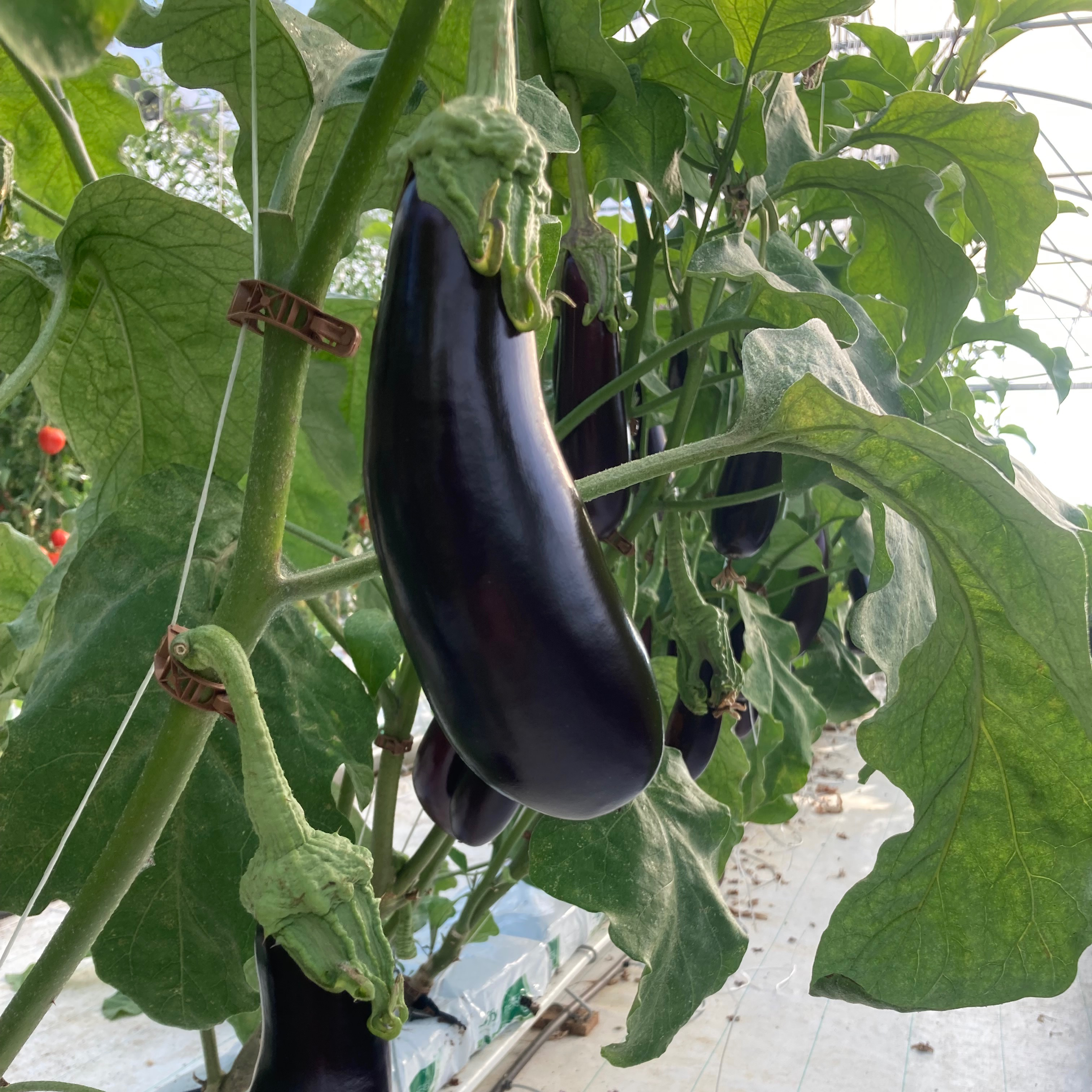 Aubergine Berbantane