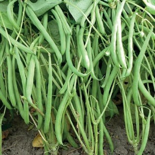 Plant de haricots nains DOMINO