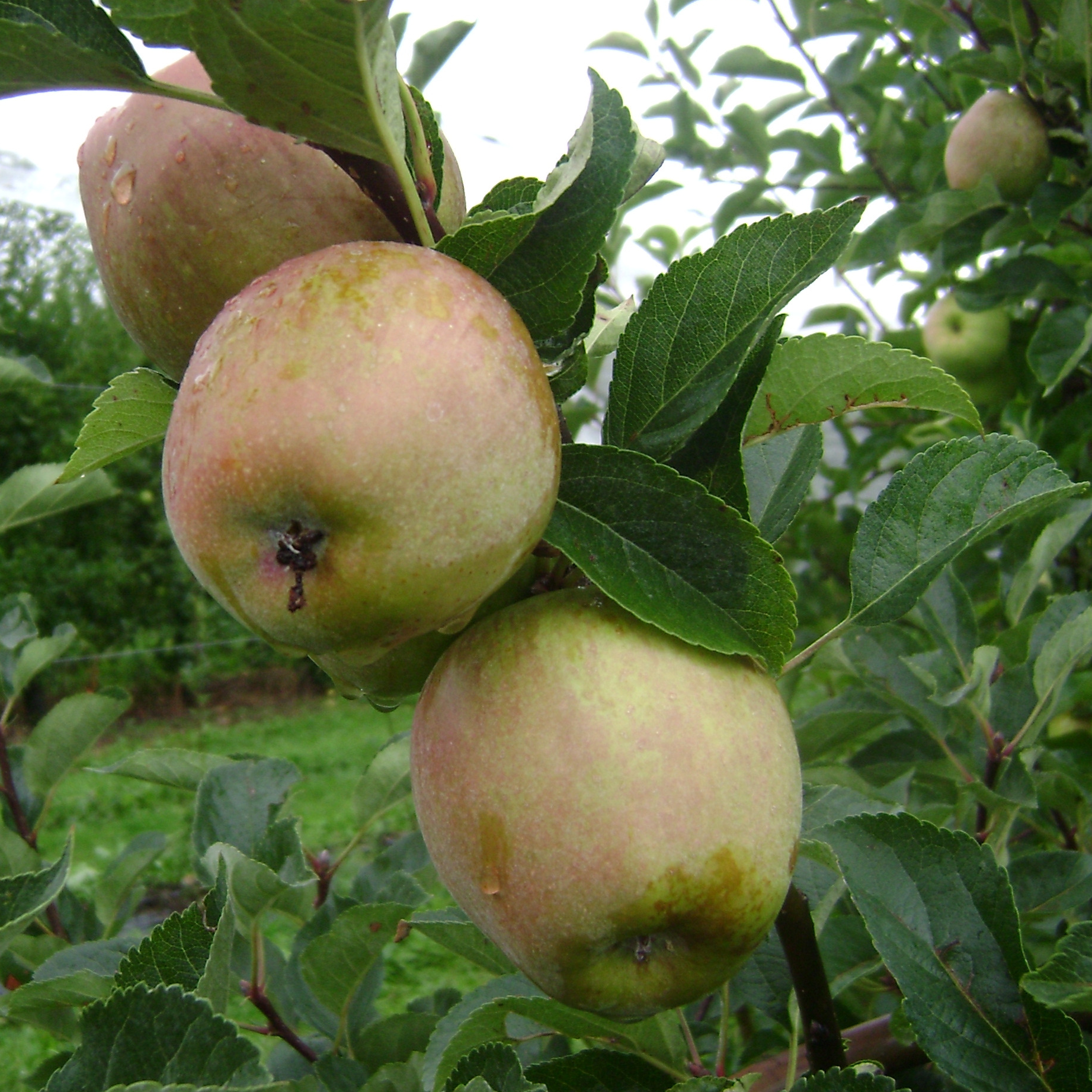 Pomme Sainte Germaine Bio et Demeter 6kg
