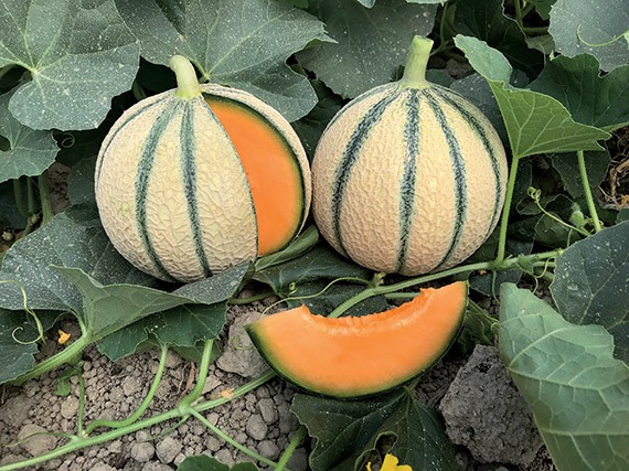 Plant Melon Artemis F1