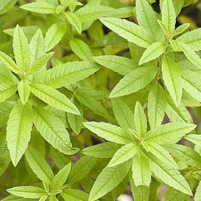 Verveine Citronnée (par 40gr)