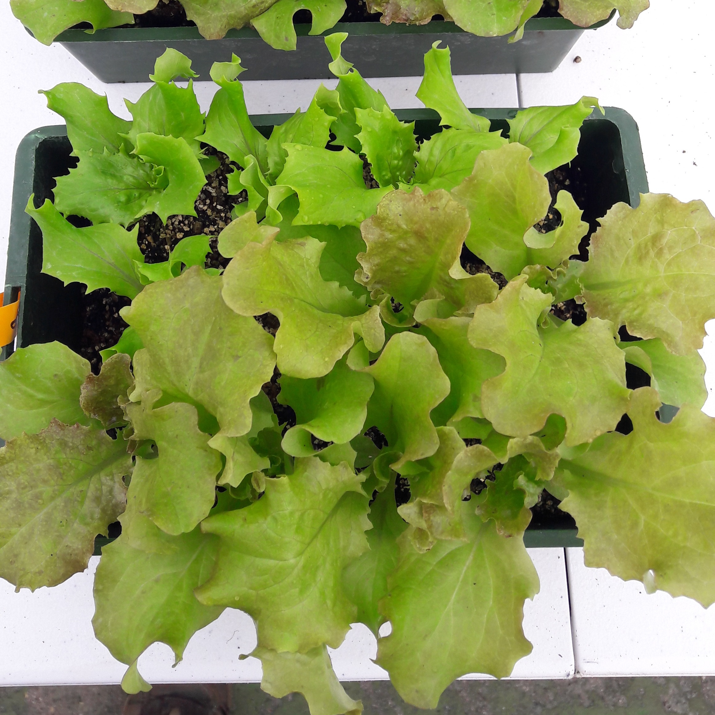 Salades à repiquer en mini-mottes x 12