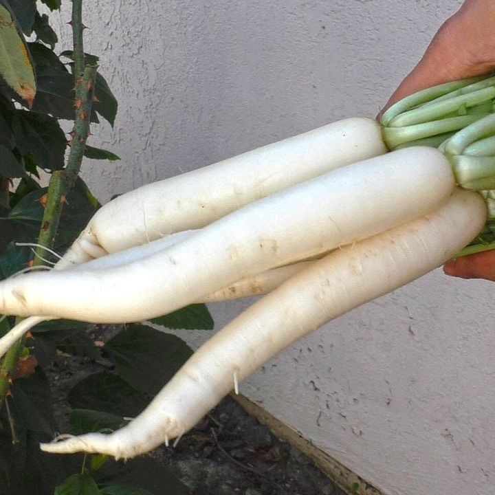 Radis blanc daïkon (botte)