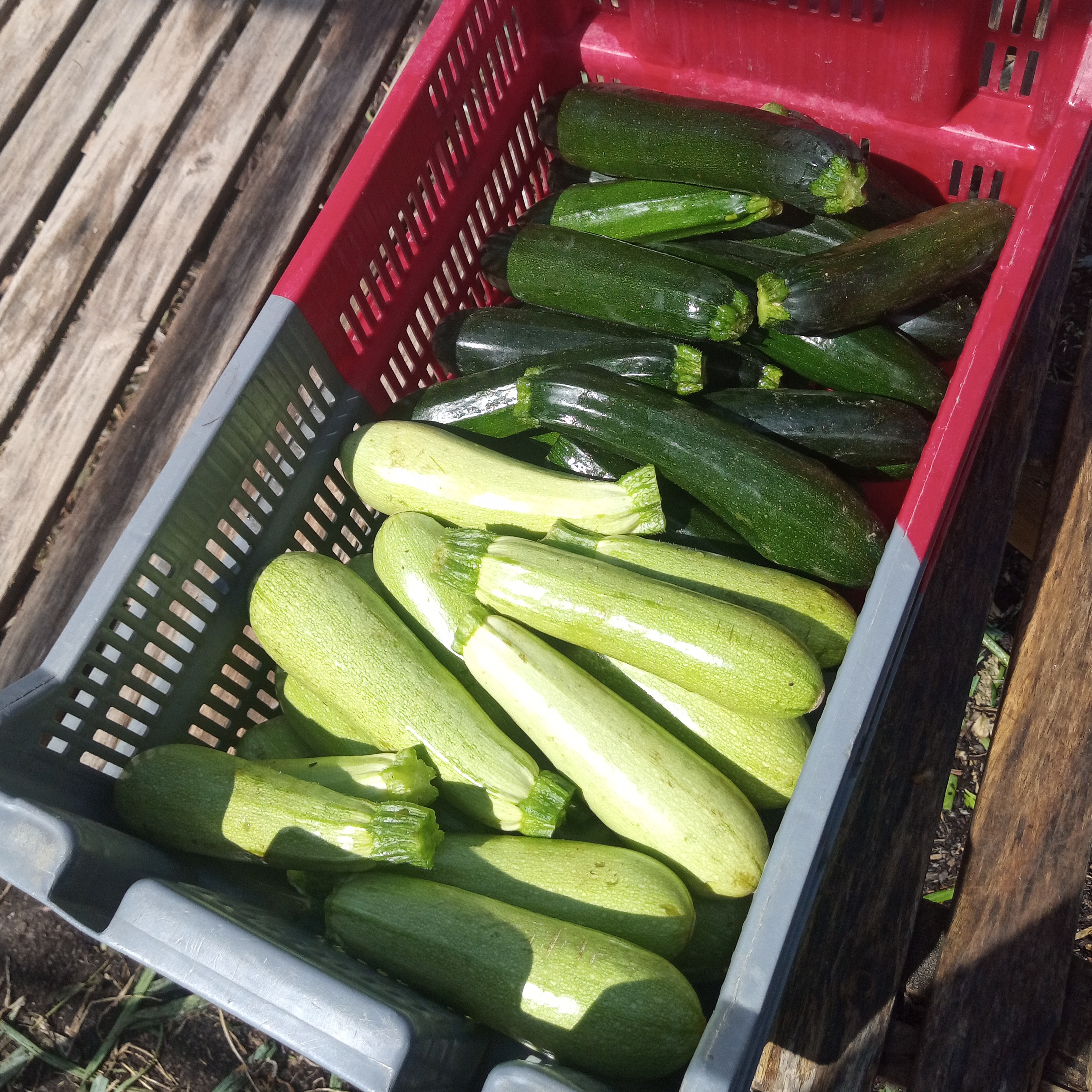 Courgette grisette