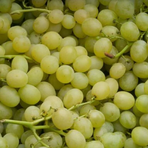 Raisin blanc Exalta (sans pépins) - 400g