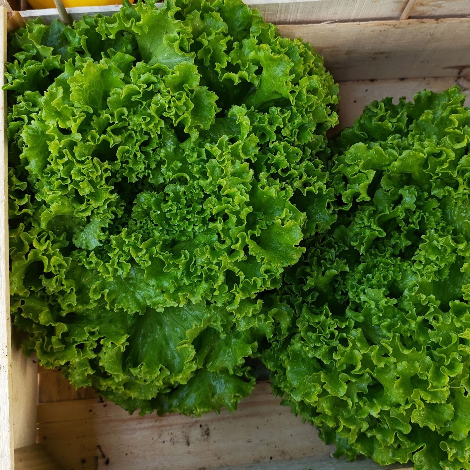 SALADE