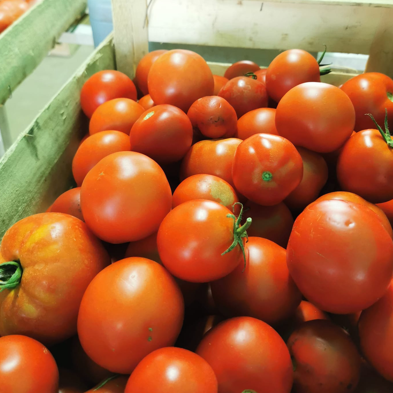 Tomate ronde - CHAMP DES PAPILLES