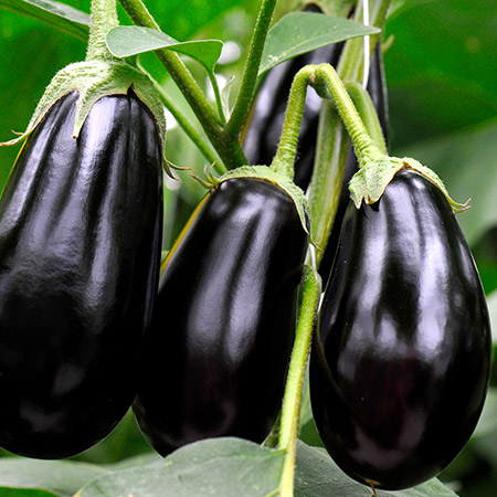 BLACK BEAUTY