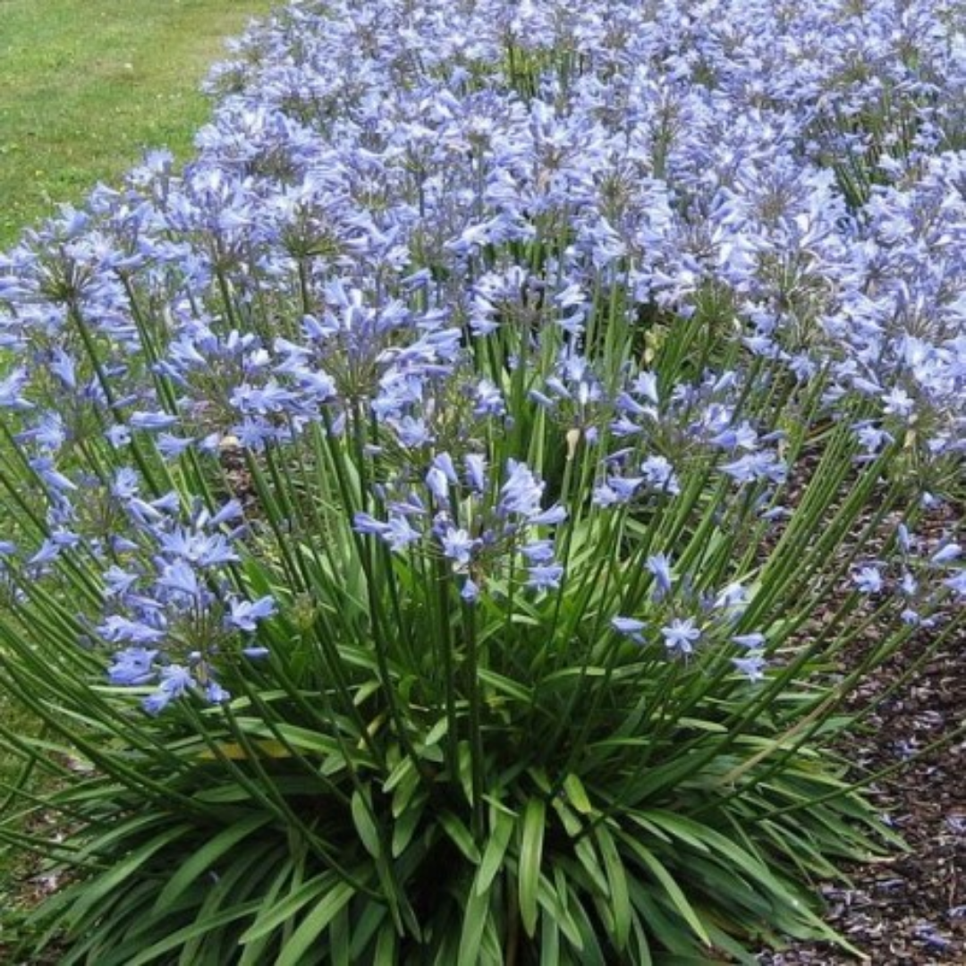 Agapanthus umbellatus ‘Peter Pan’