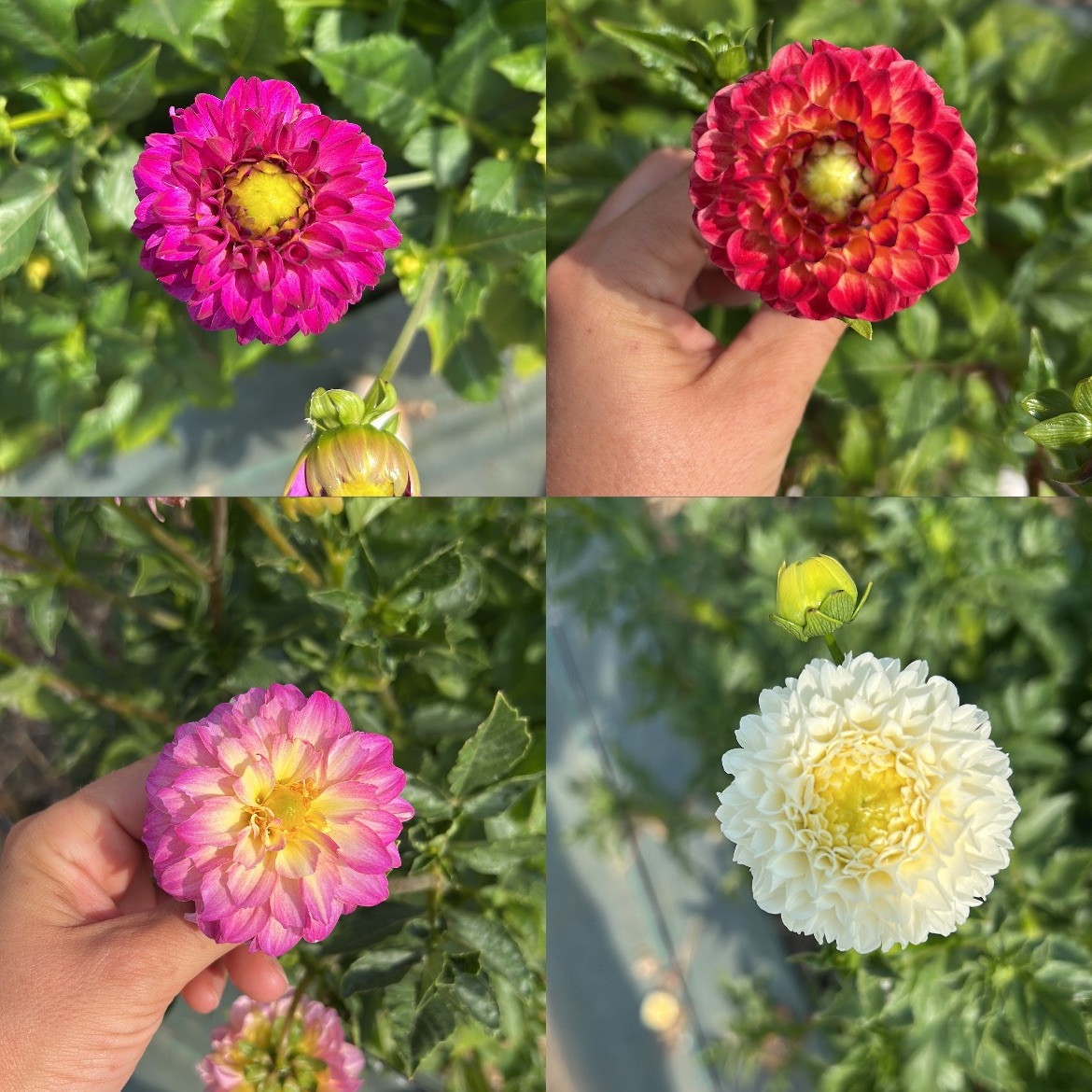 Dahlias ponpom mix (botte de 10)