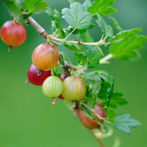 GROSEILLIER À MAQUEREAU Freedonia Bio