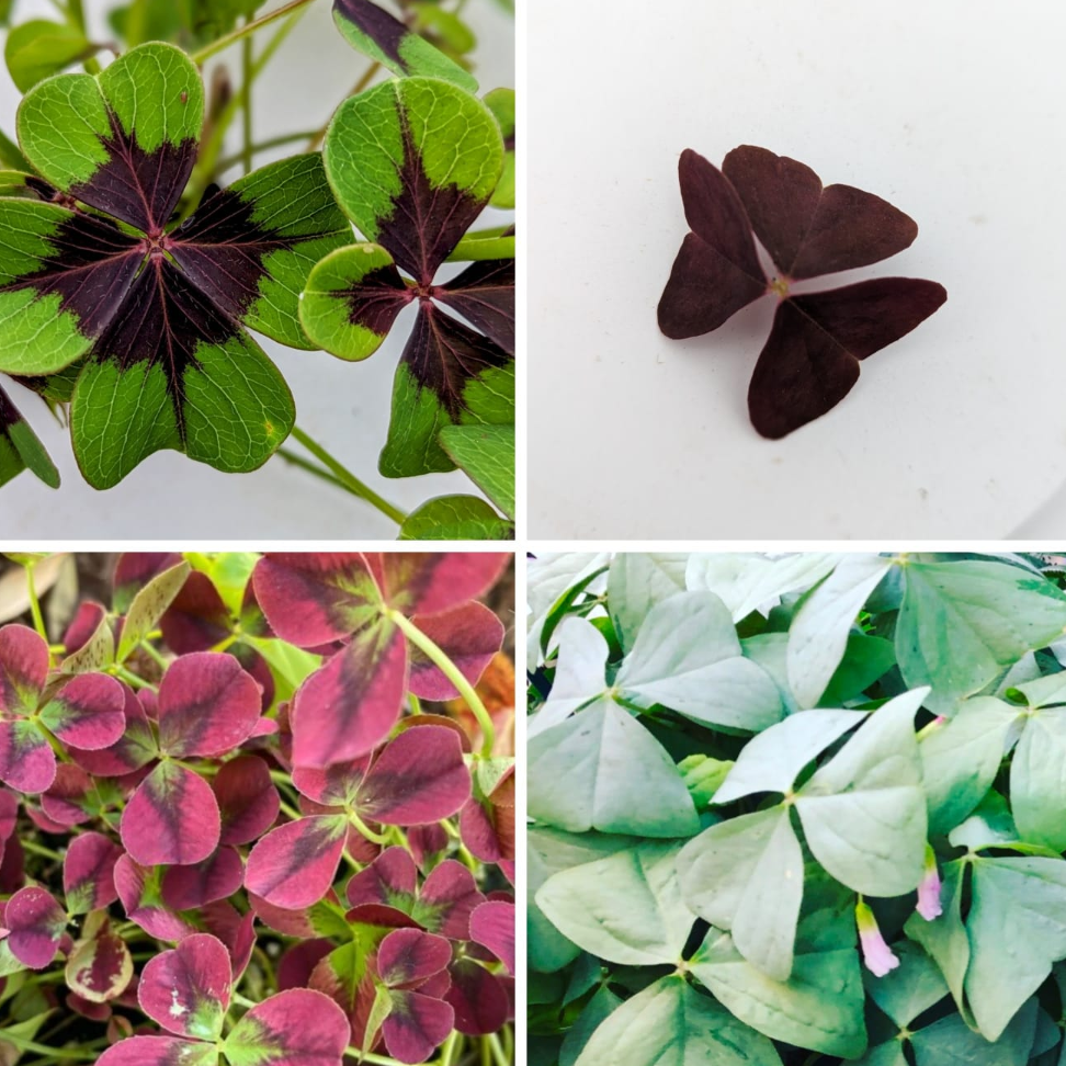 Mixe Oxalis Trèfle - 10g