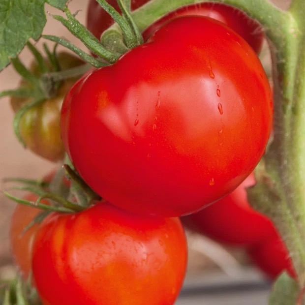 Plant Tomate Saint Pierre - 300g