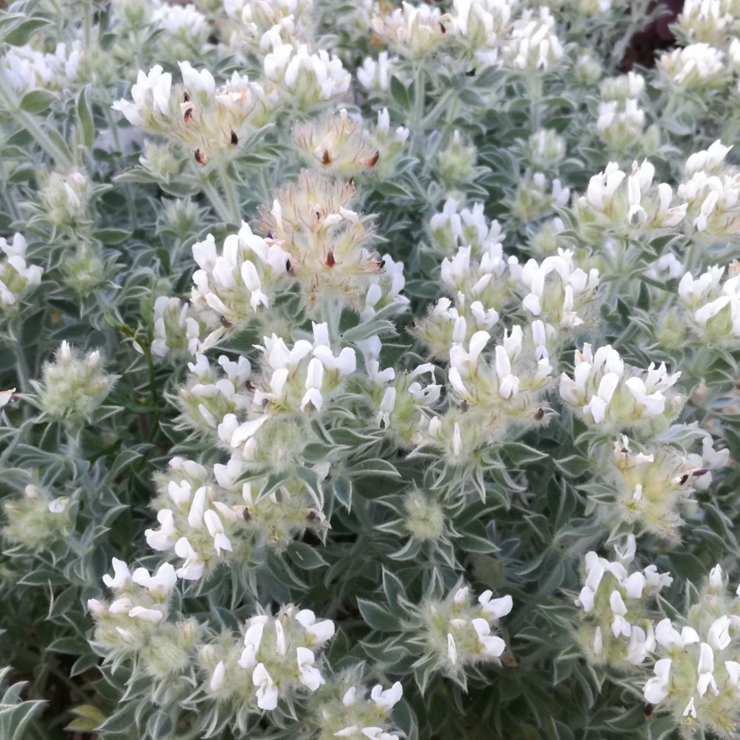 Dorycnium hirsutum ‘Fréjorgues’