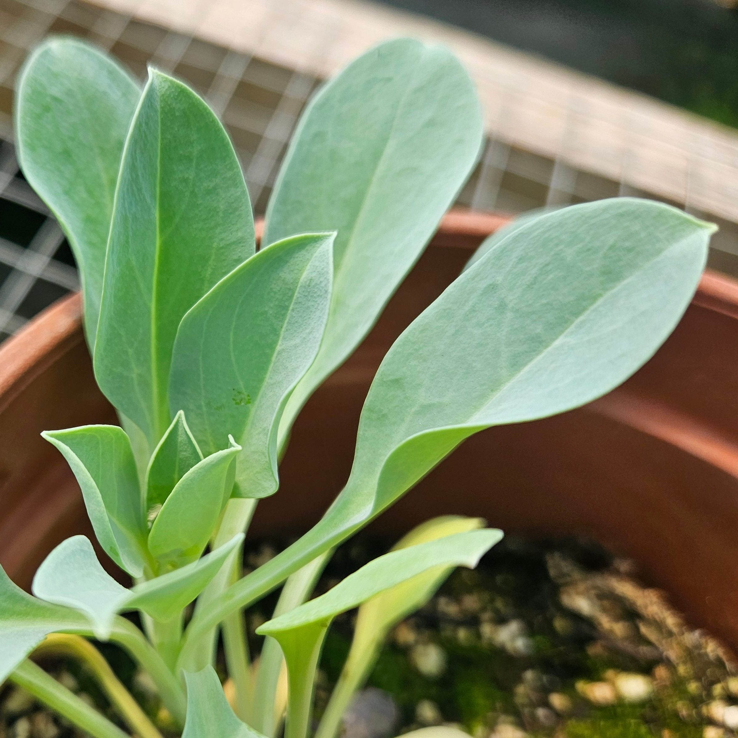 Feuille d'huitre mertensia