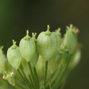 Graines de berce verte (par 25 grappes)