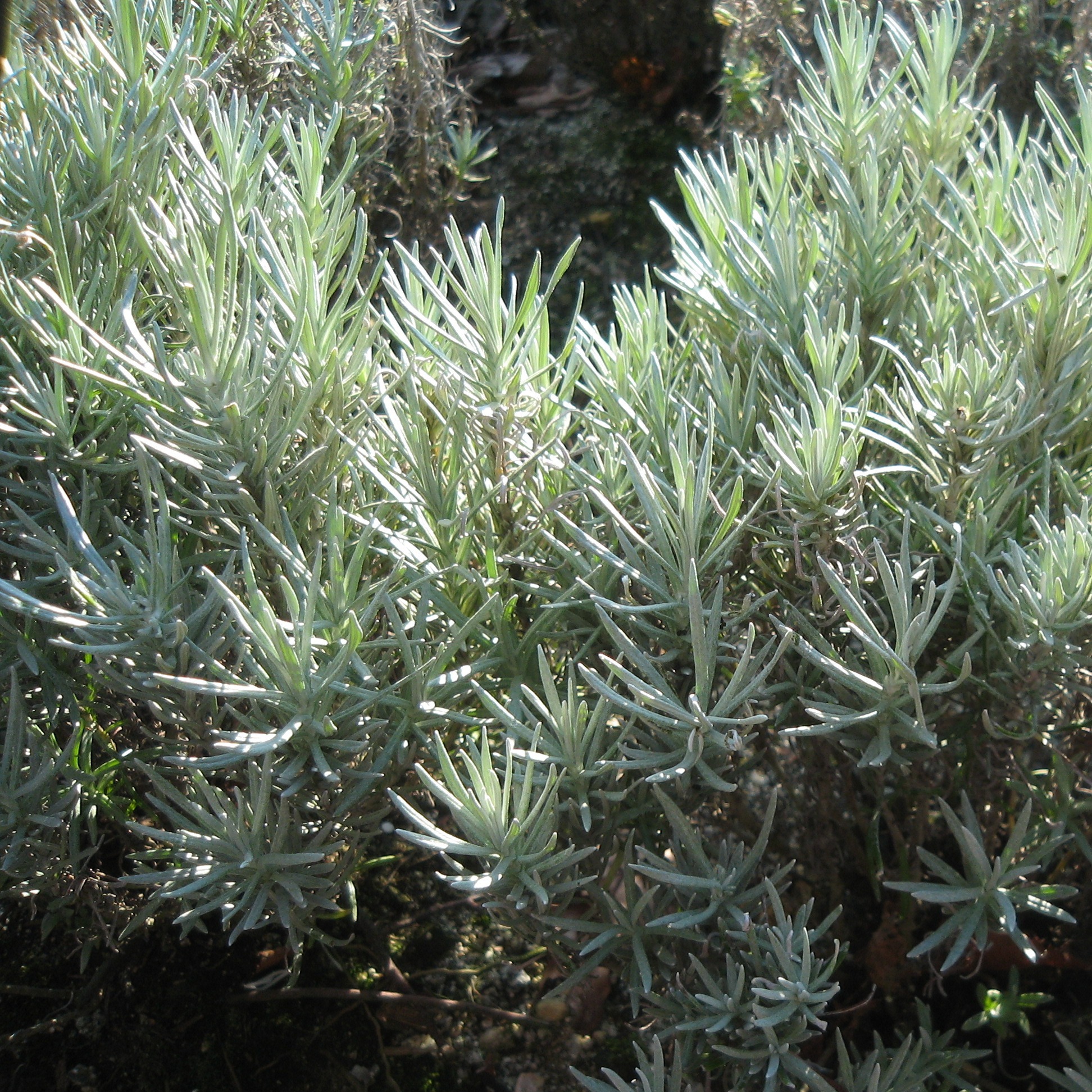 Hélichryse 'Miel et curry' Pot 1L