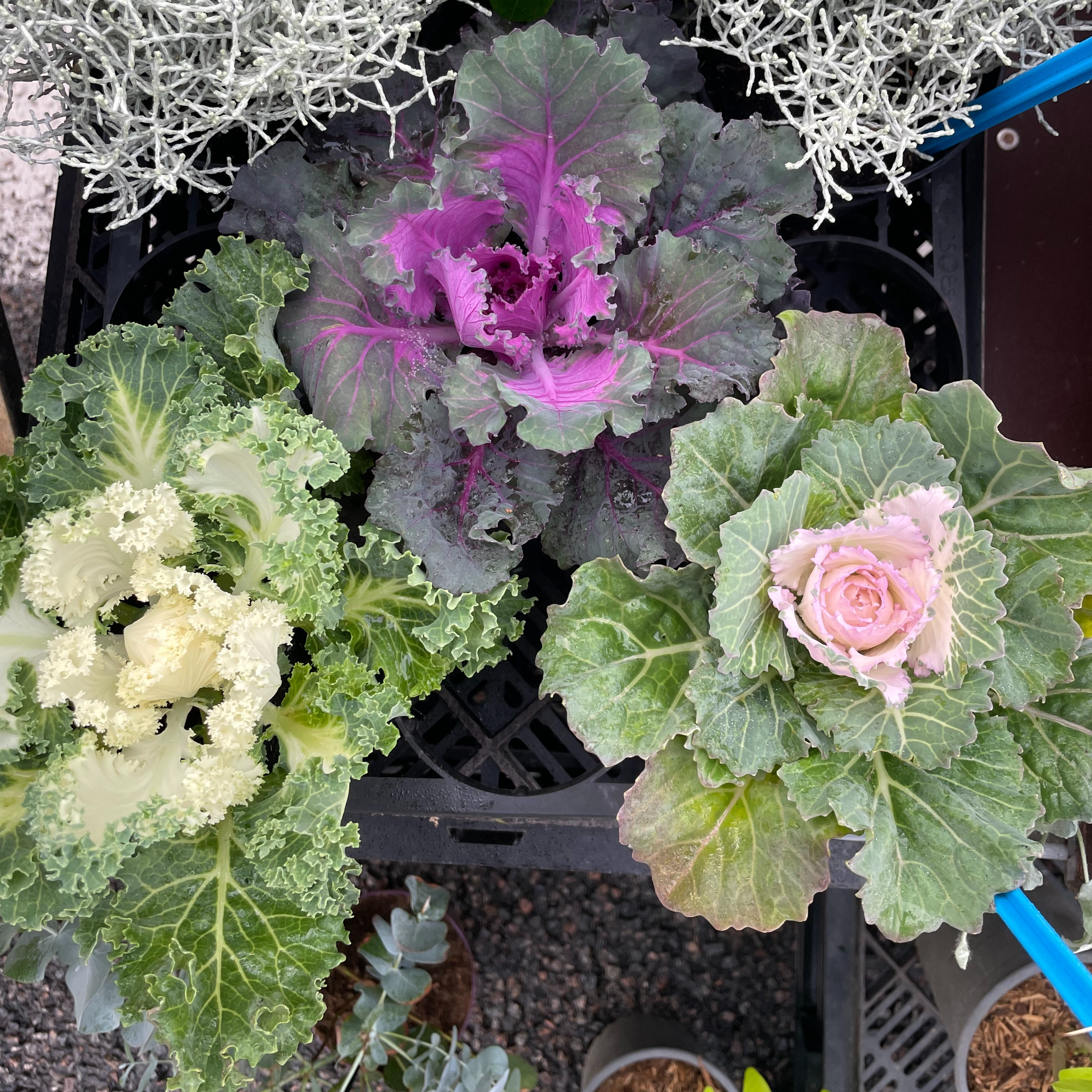 Choux d'ornement - Brassica oleracea