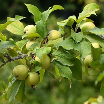 Pommier du Kazakhstan - racines nues 0,8-1,4m