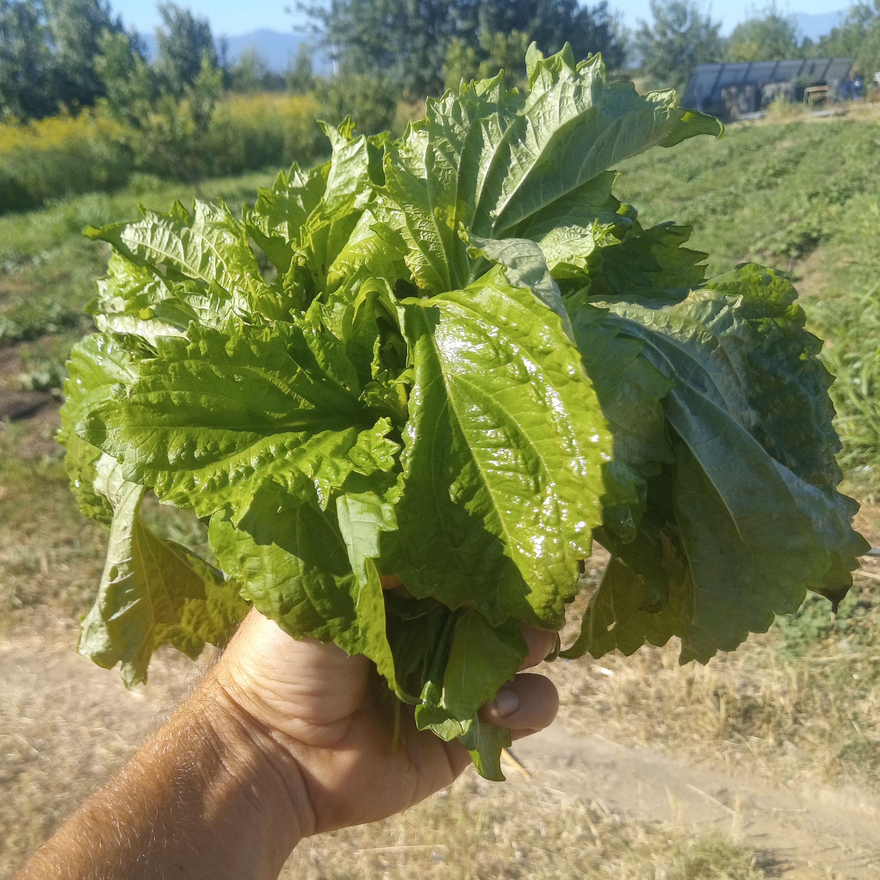 Shiso vert (Perilla)