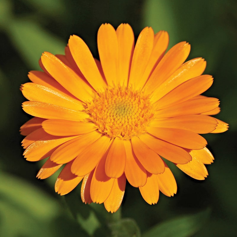CALENDULA (SOUCIS)