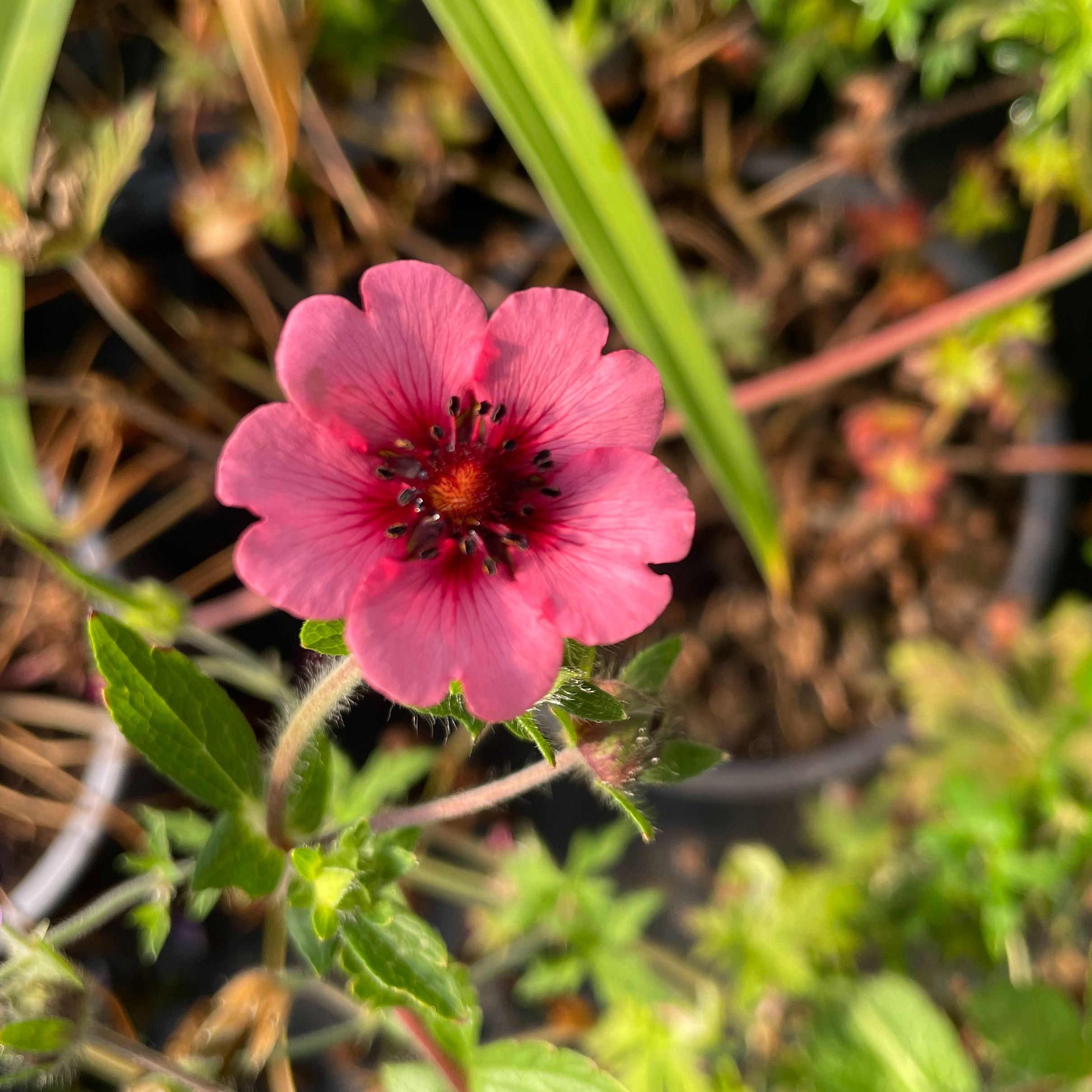 Potentilla nepalensis ‘Miss Willmott’