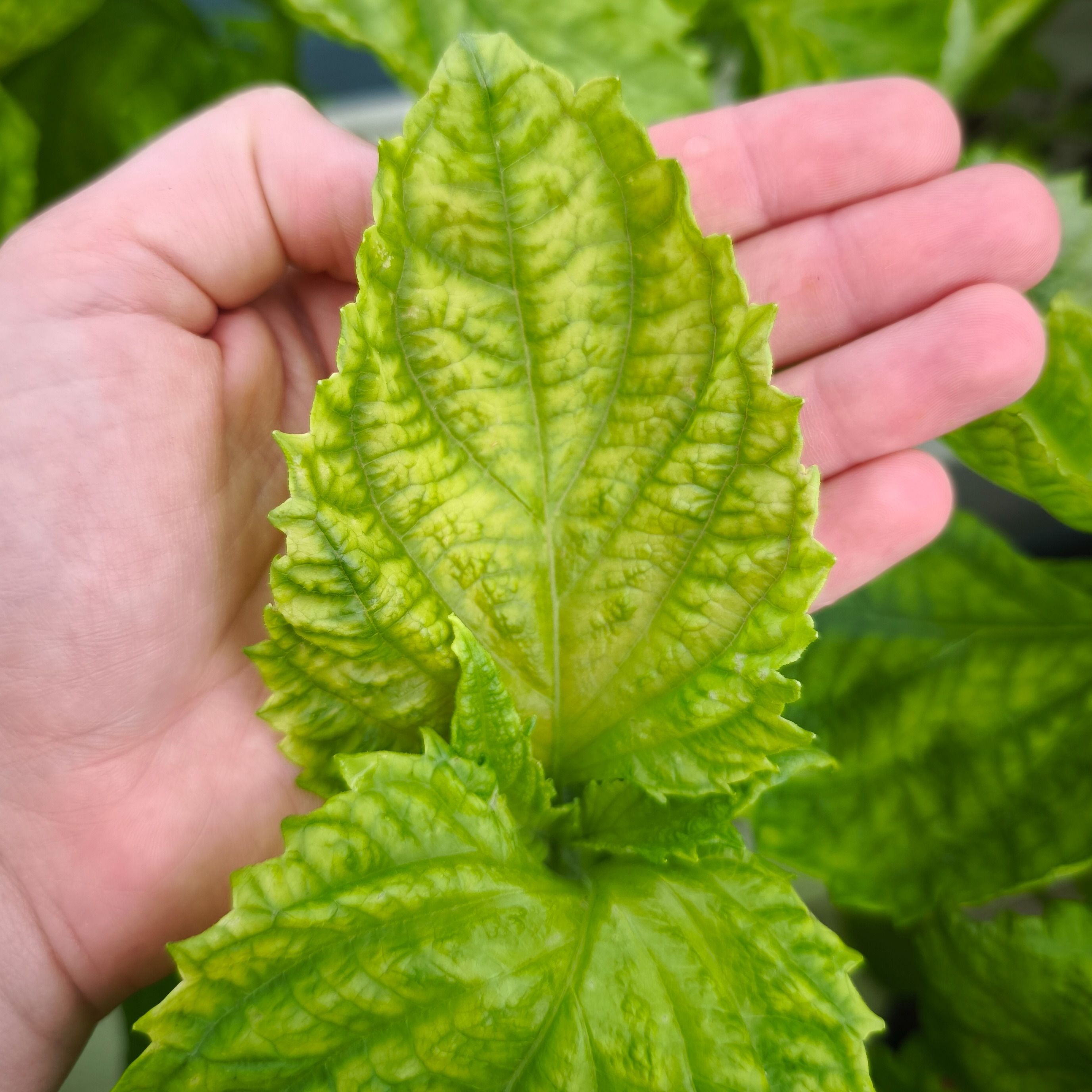 Shiso vert (grandes feuilles)