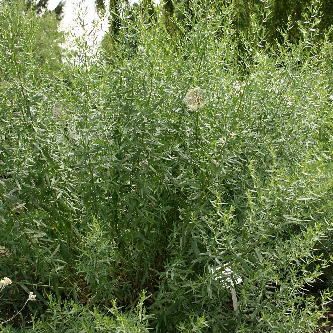 Estragon Français Pot 1,3L