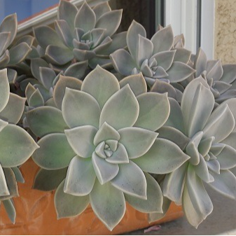 Graptopetale du Paraguay, plante de porcelaine en godet 8 cm