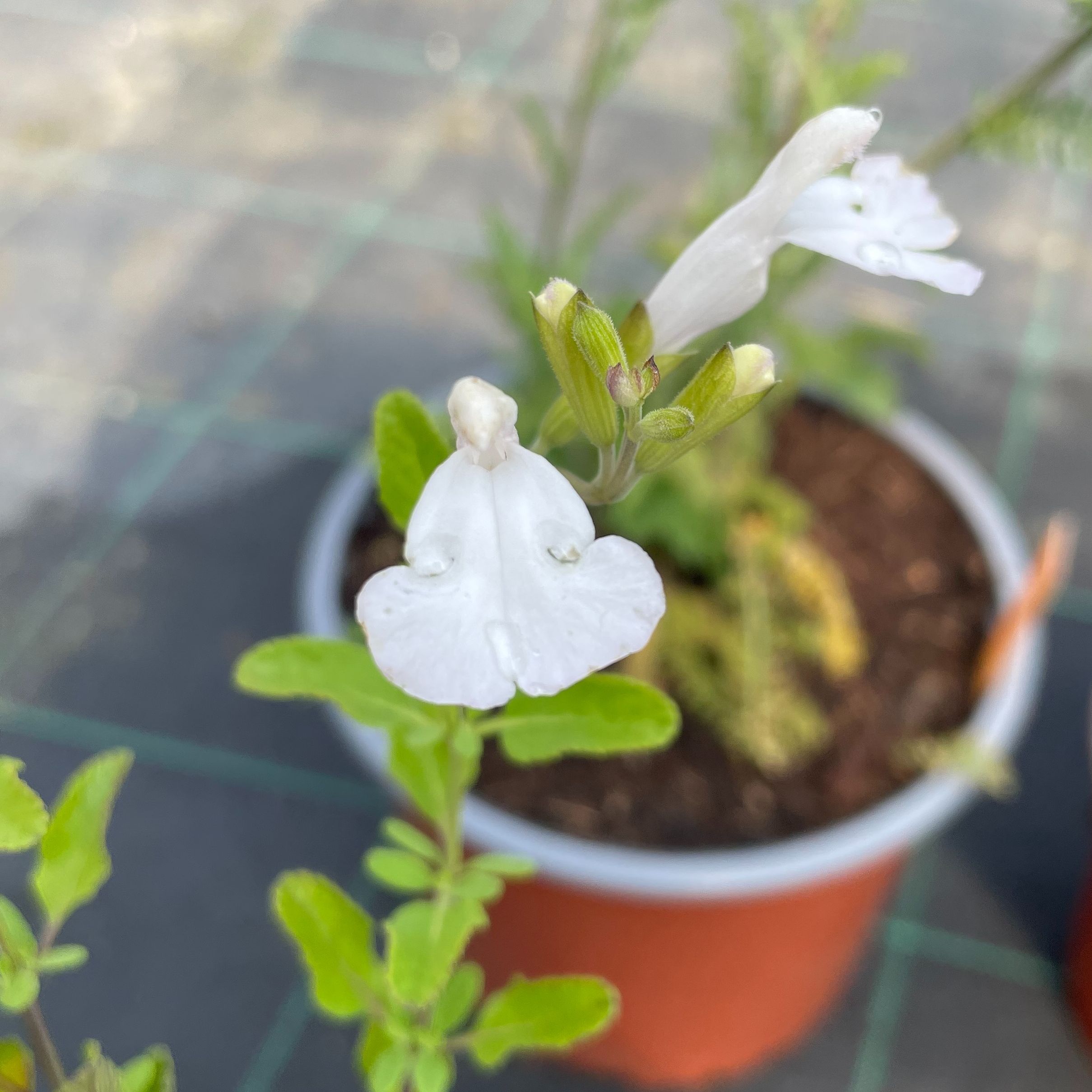 Salvia microphylla 'Gletsjer'