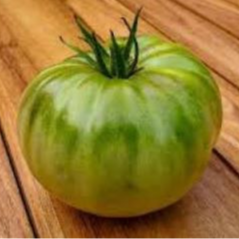Tomate Evergreen - godet 8 cm