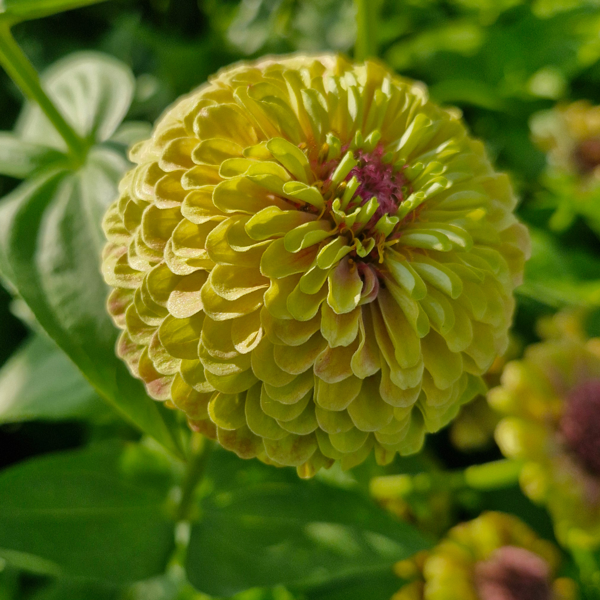 Zinnia Queen lime blush (botte de 10 tiges)