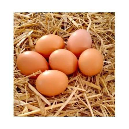 Oeufs plein air de ferme x 12 ou X 6 ou x 30