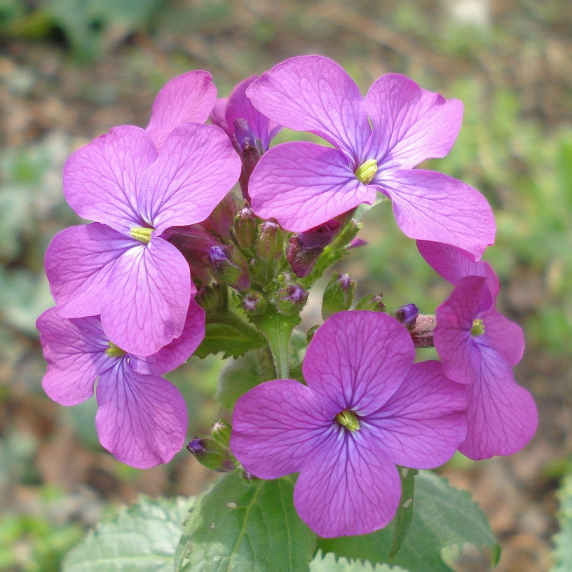 Fleurs de monnaie du pape (par 30 fleurs)