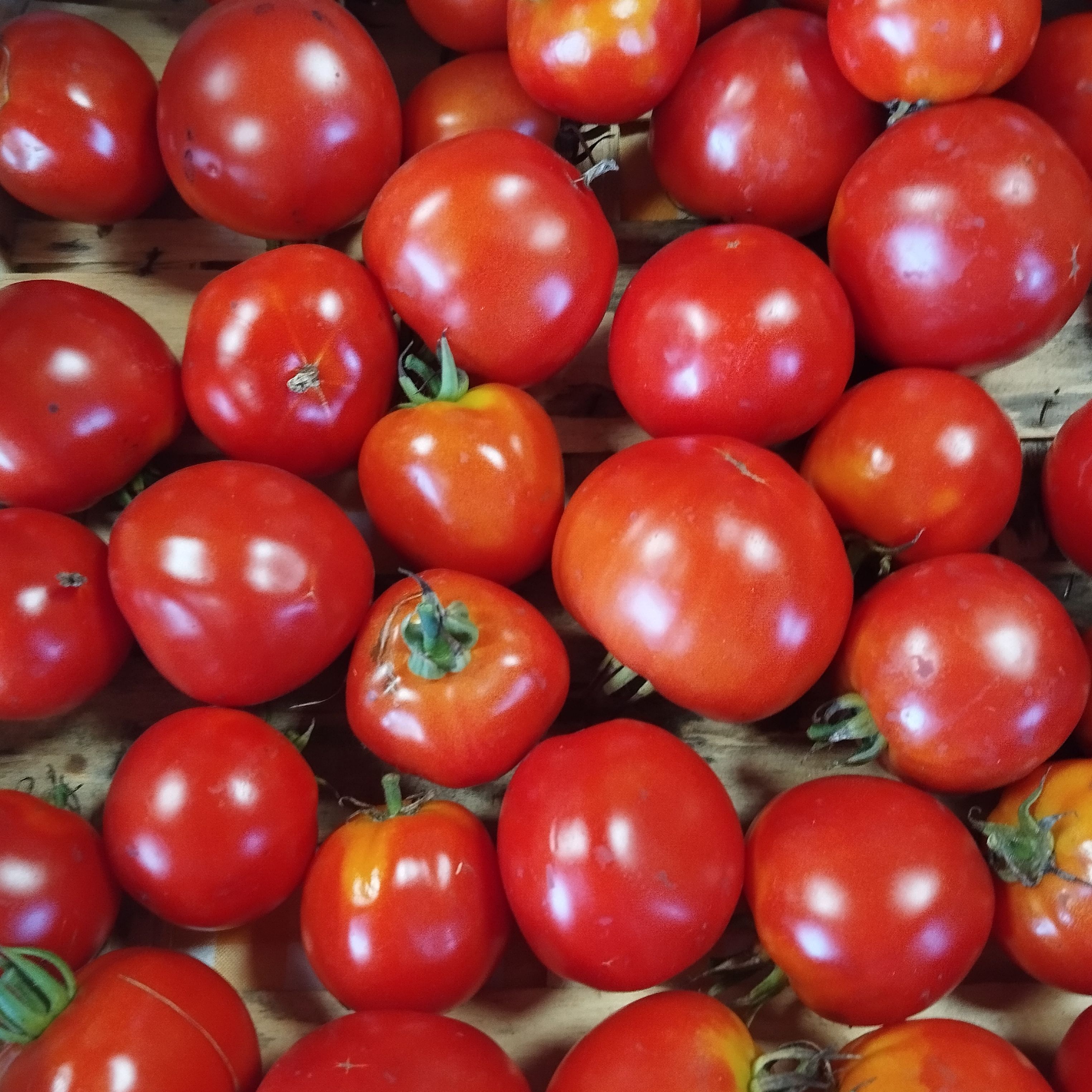 Tomates rondes pleine terre