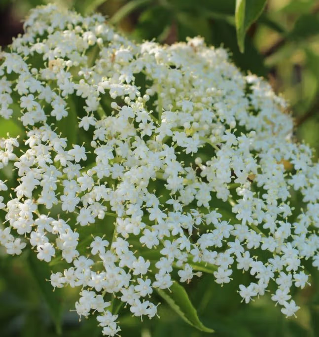 Sureau noir / Sambucus Nigra – Racines nues