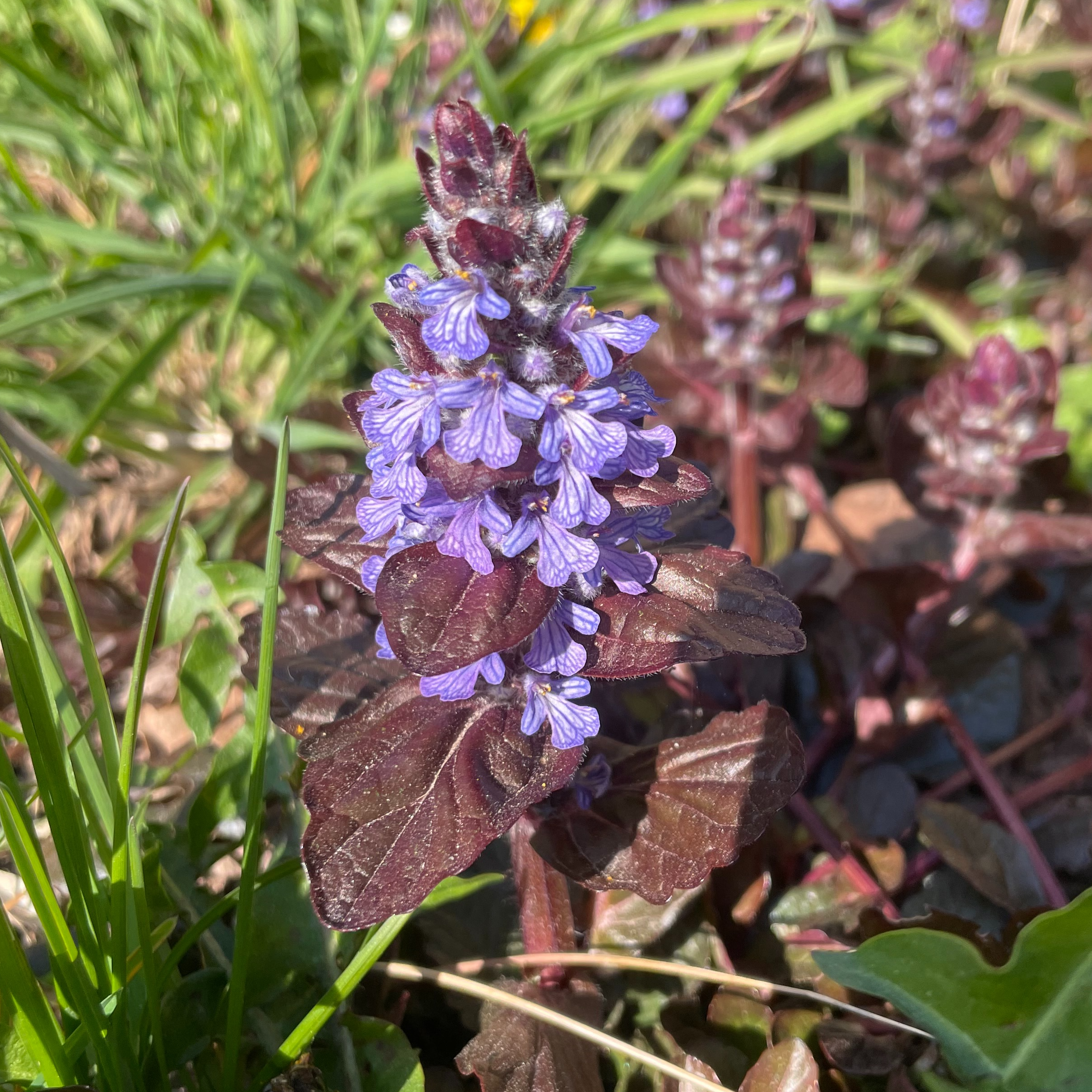 Ajuga reptans 'Elmblut'