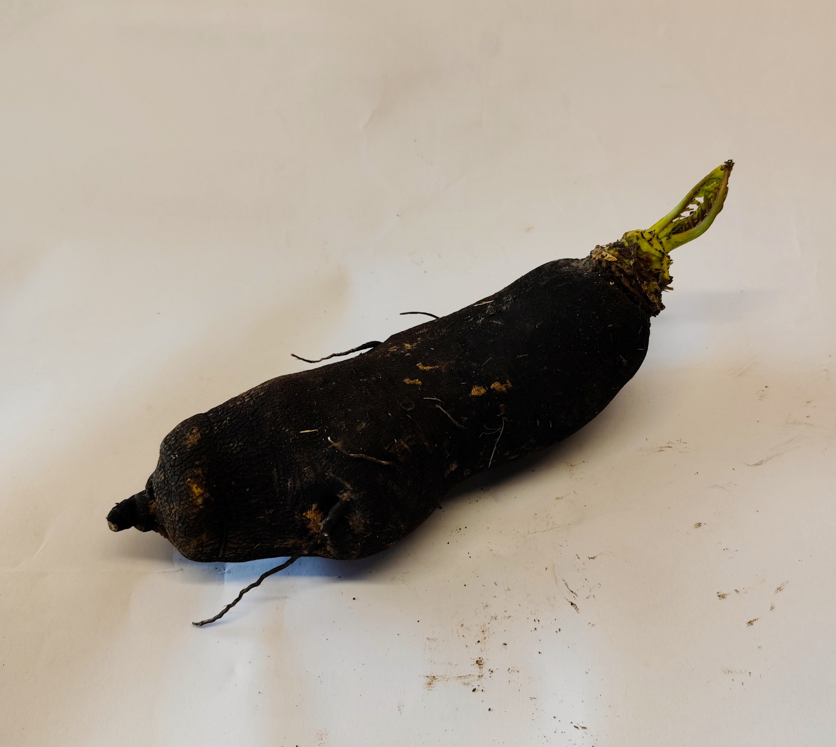 Radis Noir Long - 300g