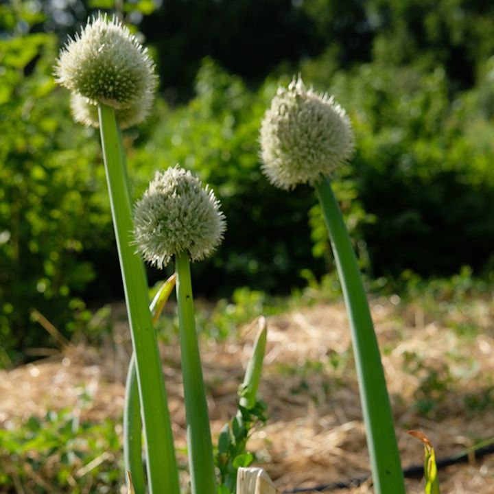 Ciboule