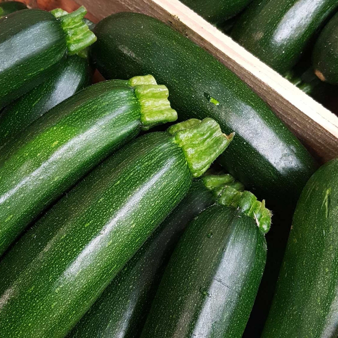 Courgette verte (poche) - 1kg
