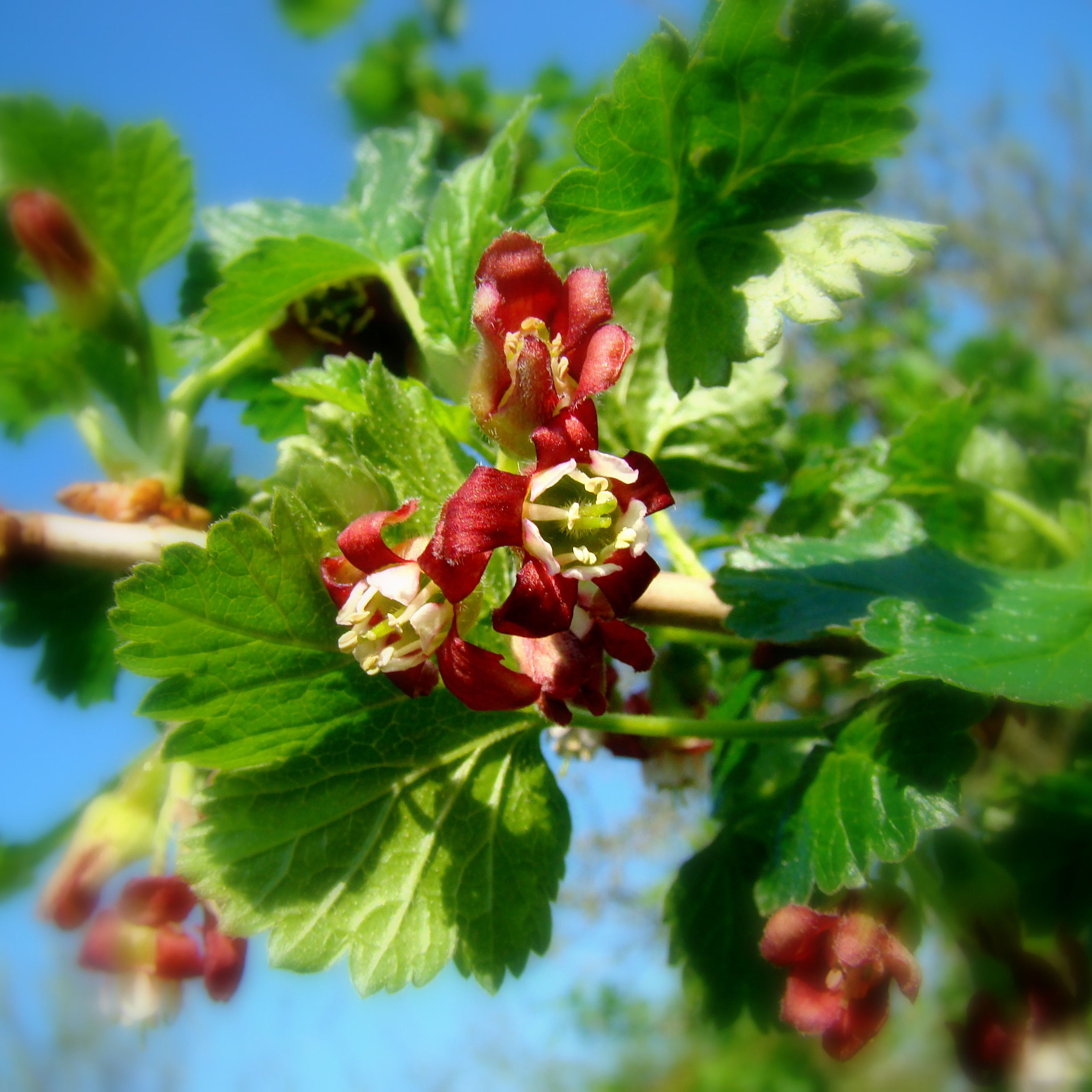 Caseillier 'Josta' - gdt 9